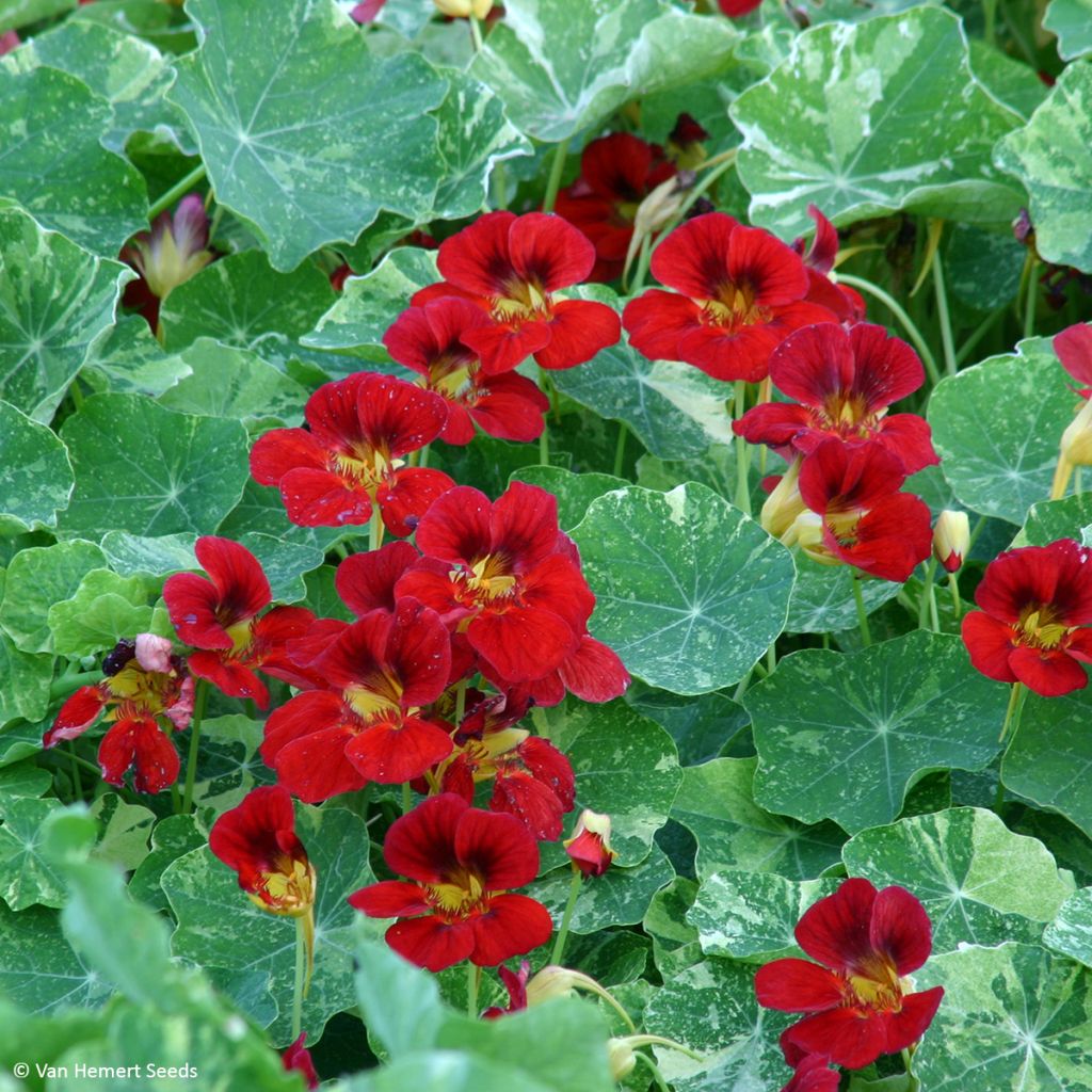 Graines de Capucine naine Red Troika - Tropaeolum 