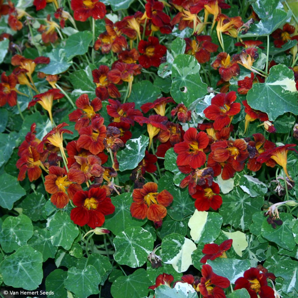 Graines de Capucine naine Velvet Troika - Tropaeolum