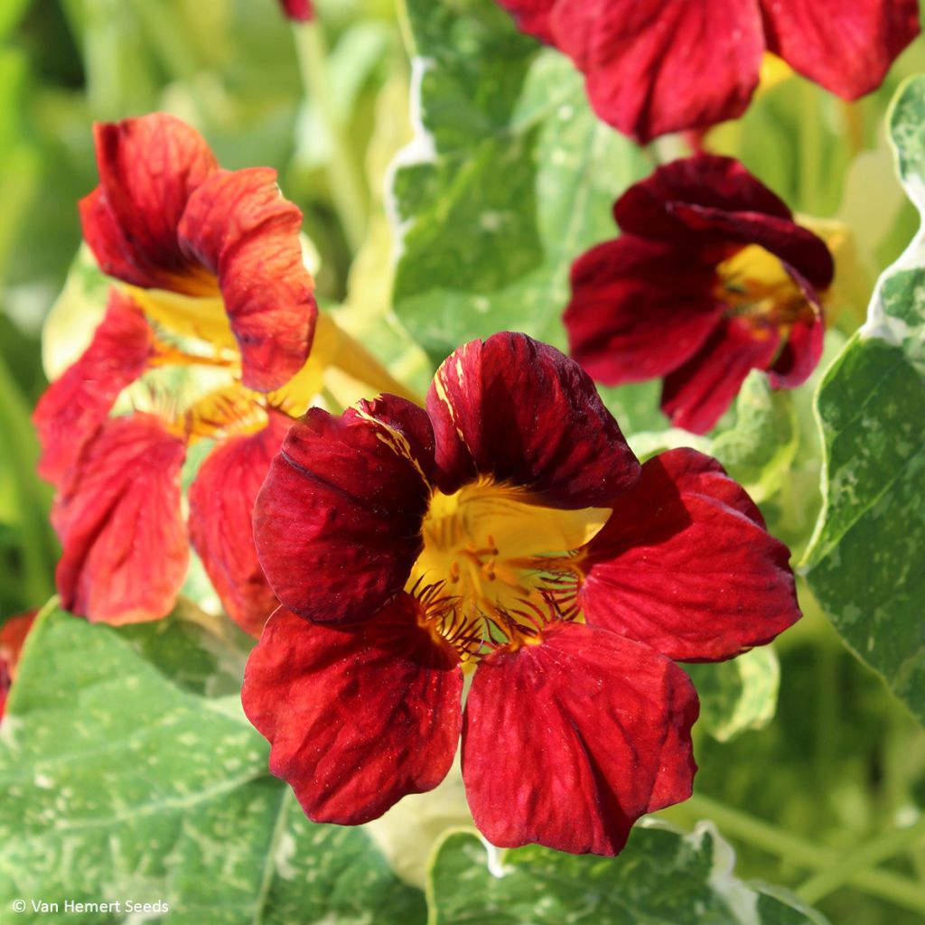 Graines de Capucine naine Velvet Troika - Tropaeolum