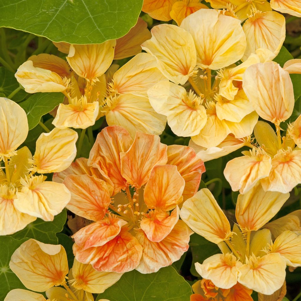 Graines de Capucine naine Whirlybird Apricot