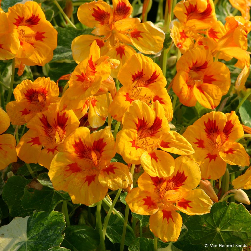 Graines de Capucine naine Yellow Troika - Tropaeolum