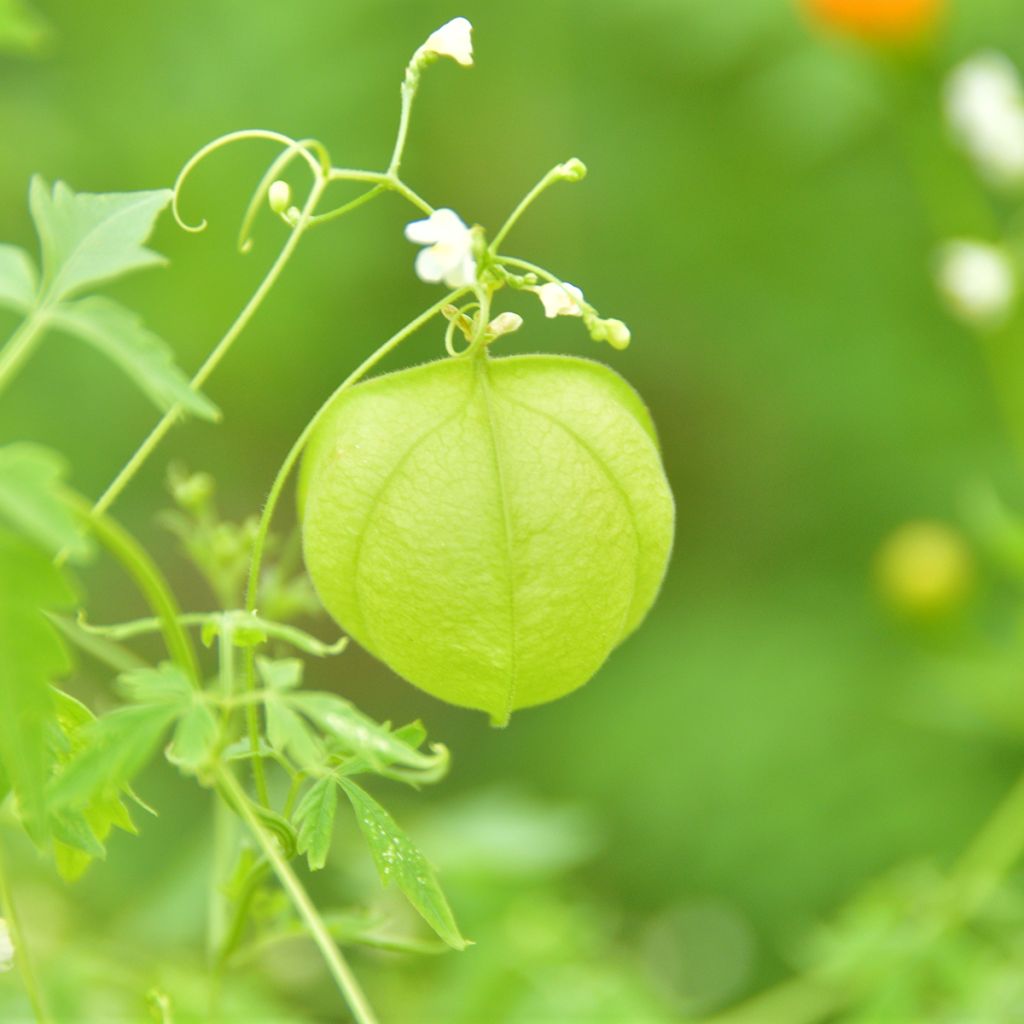 Graines de Pois de coeur - Cardiospermum halicabacum