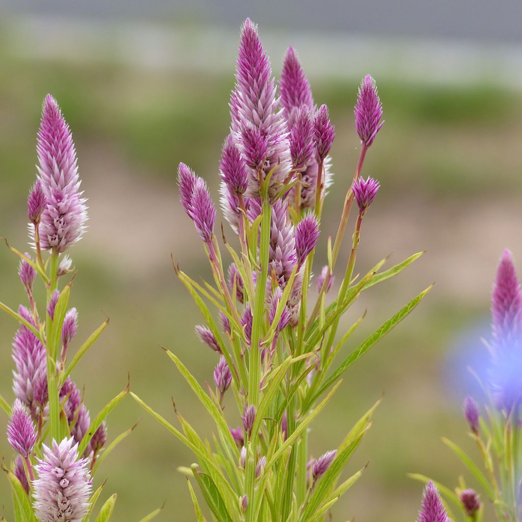 Graines de Célosie en épi Flamingo Feather - Celosia spicata