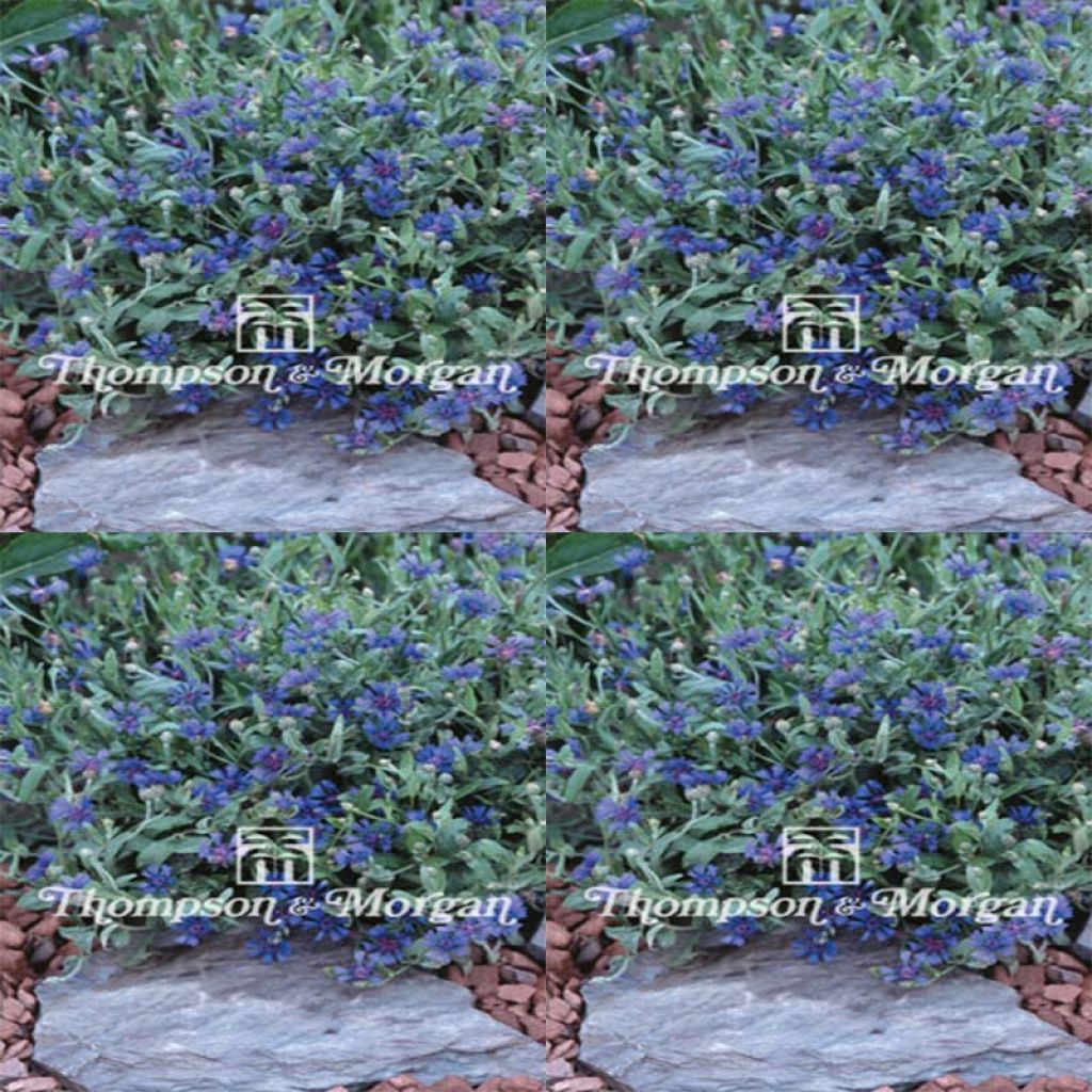 Graines de Centaurea cyanoides Trailing Blue Carpet - Centaurée naine annuelle