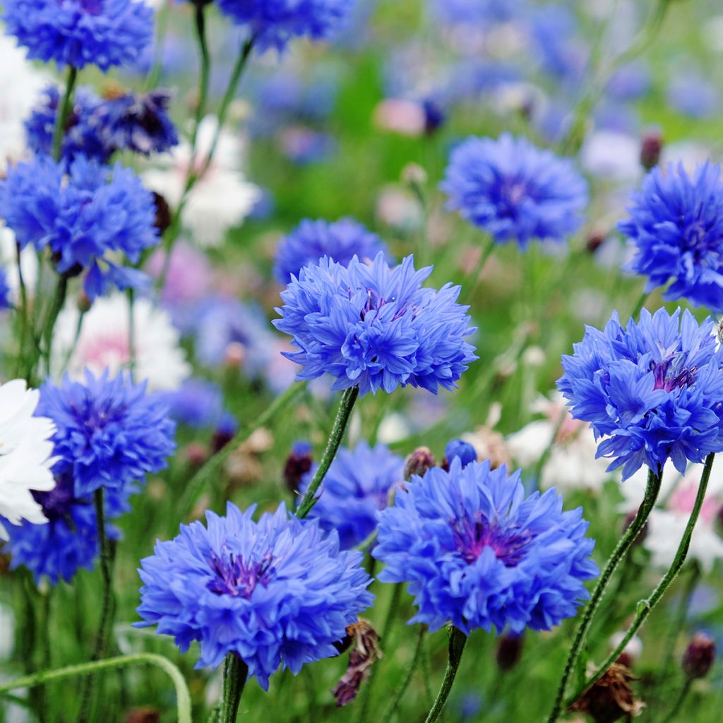 Graines de Centaurée barbeau Blue Boy BIO - Centaurea cyanus