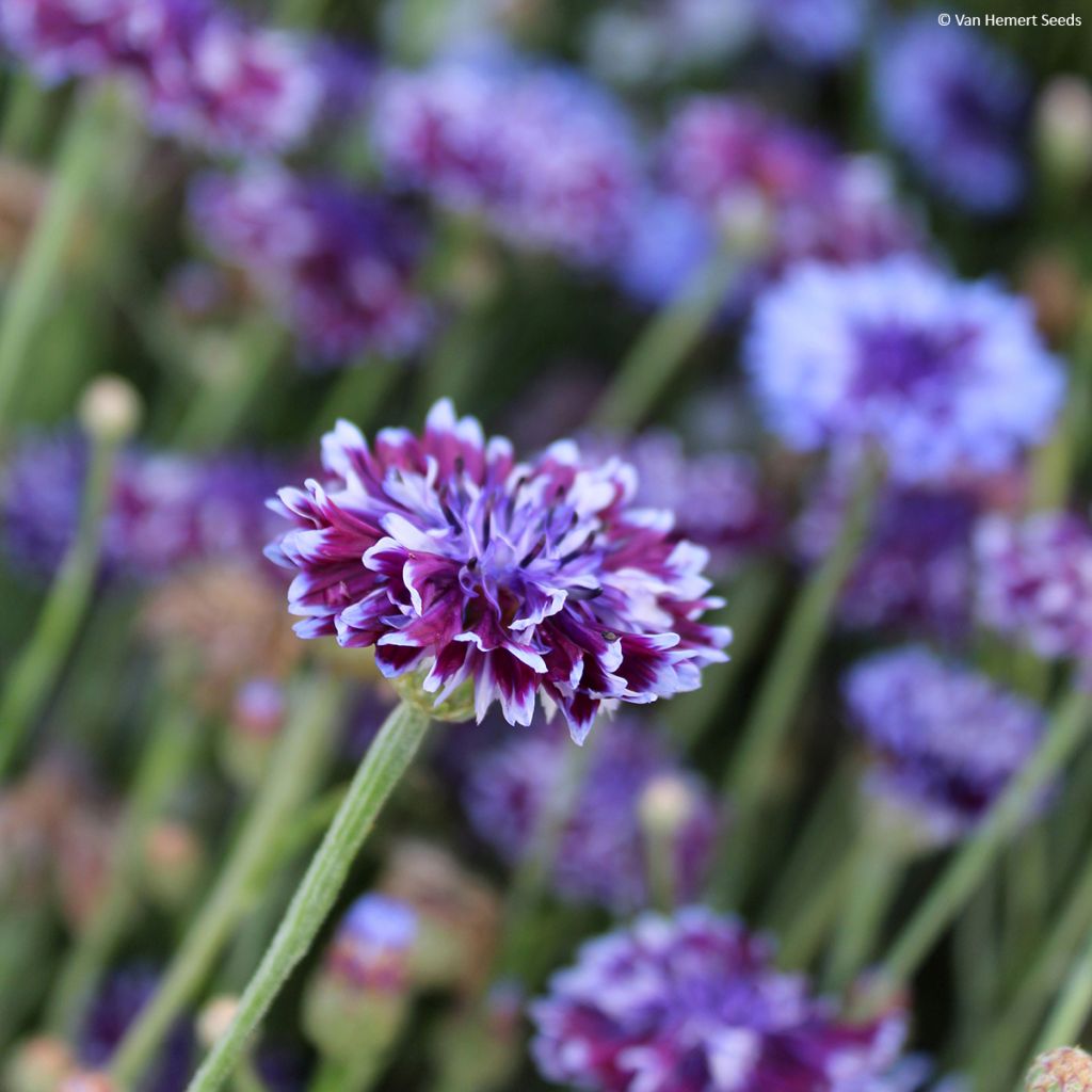 Graines de Centaurée bleuet Classic Magic  - Centaurea cyanus