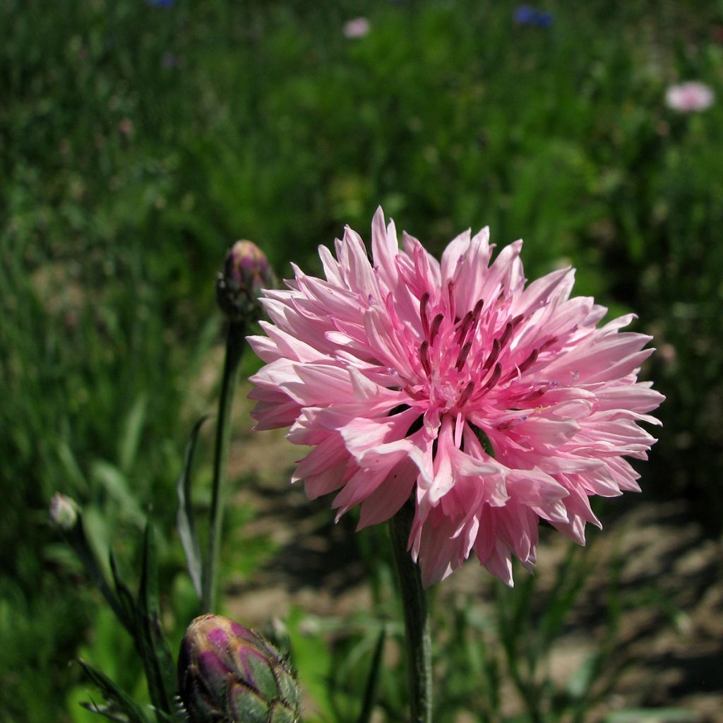 Graines de Centaurée bleuet Pinkie - Centaurea cyanus