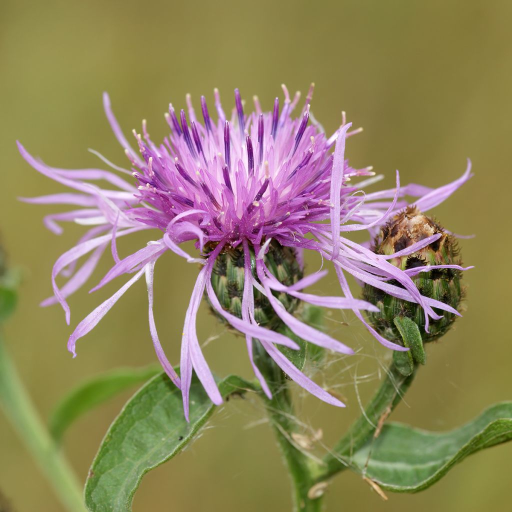 Graines de Centaurée jacée - Centaurea jacea