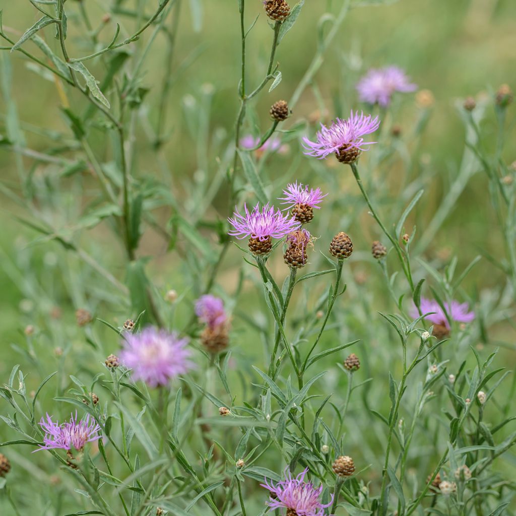 Graines de Centaurée jacée - Centaurea jacea