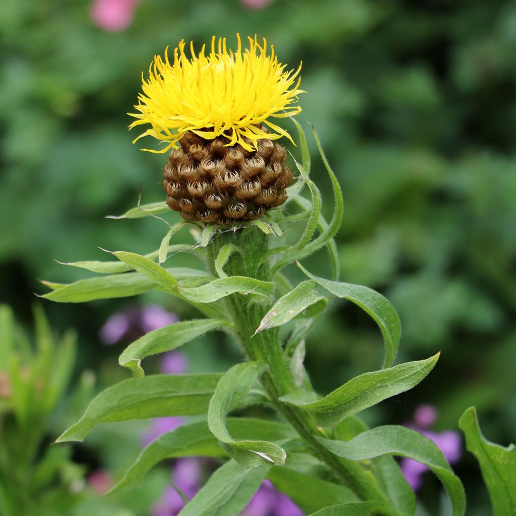 Graines de Centaurée à grosse tête - Centaurea macrocephala