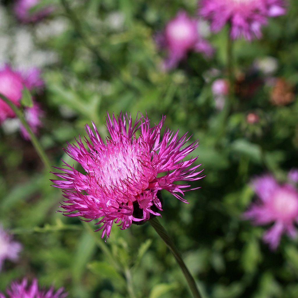 Graines de Centaurée musquée Splendens pourpre - Centaurea moschata