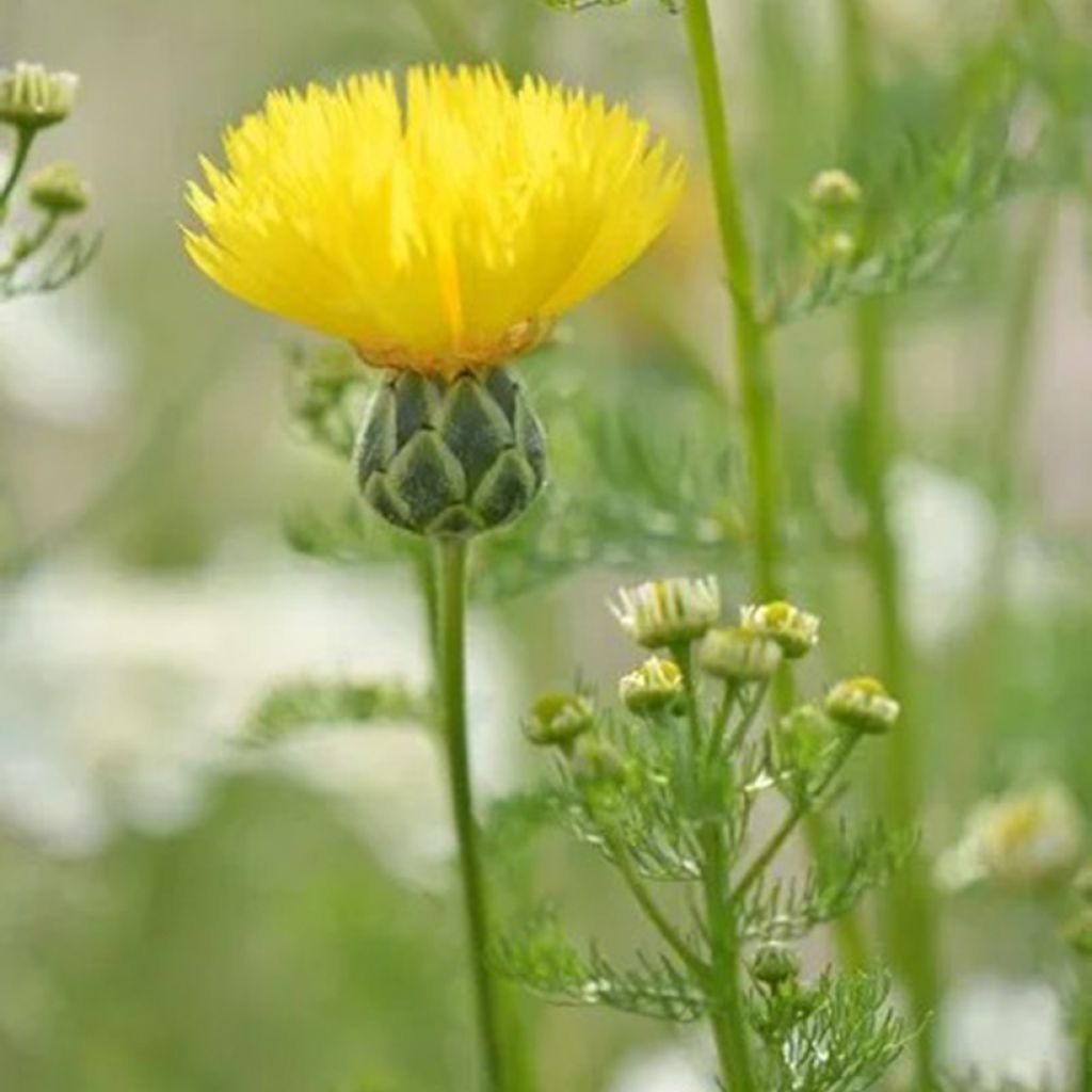 Graines de Centaurée musquée Suaveolens Jaune - Centaurea moschata