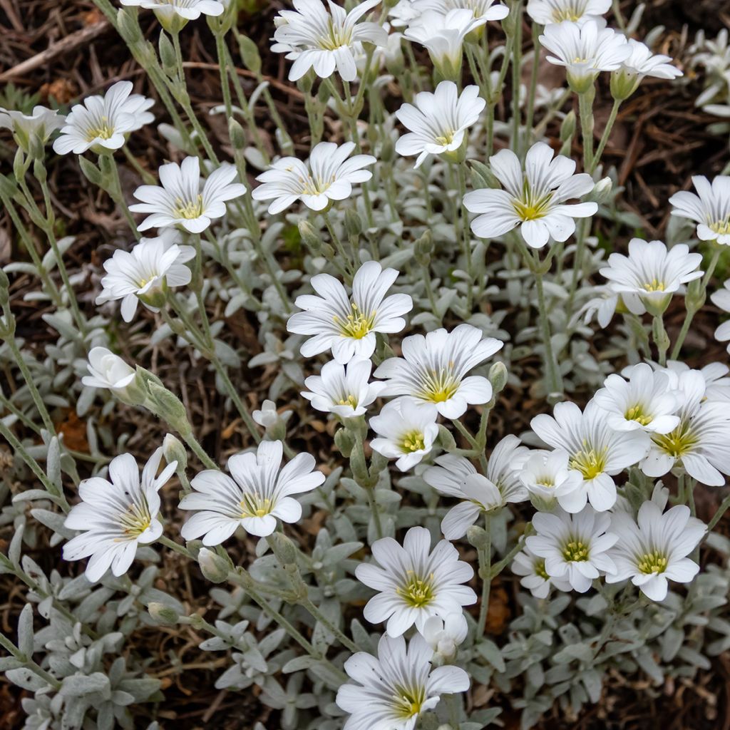 Graines de Céraiste tomenteux - Cerastium tomentosum var. columnae