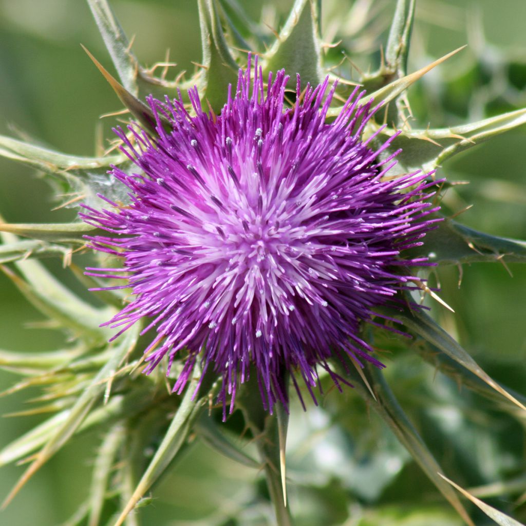 Graines de Chardon-Marie - Silybum marianum