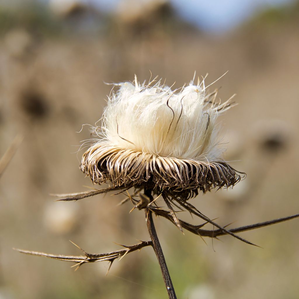 Graines de Chardon-Marie - Silybum marianum