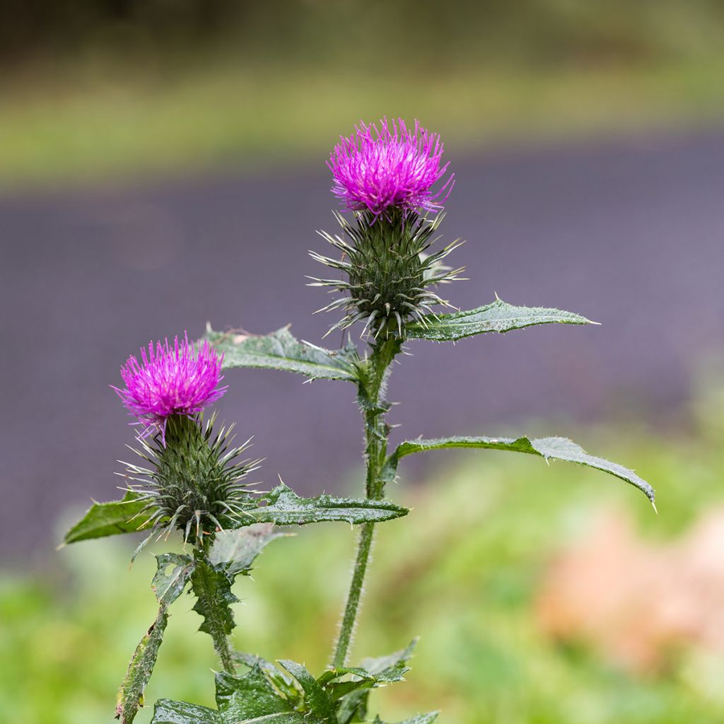 Graines de Chardon-Marie - Silybum marianum