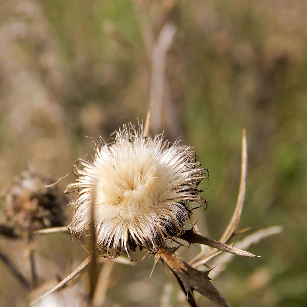 Graines de Chardon-Marie - Silybum marianum