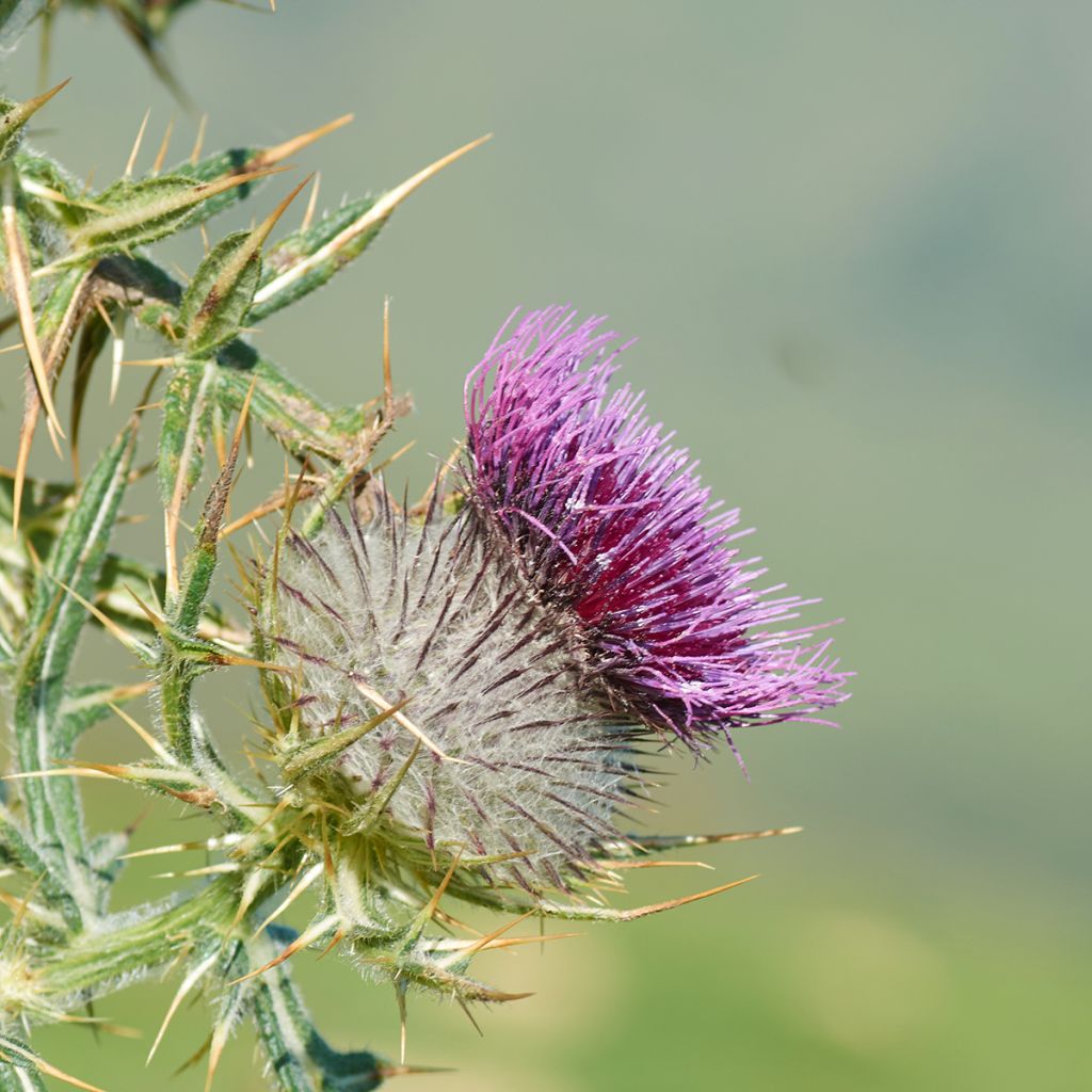 Graines de Chardon-Marie - Silybum marianum