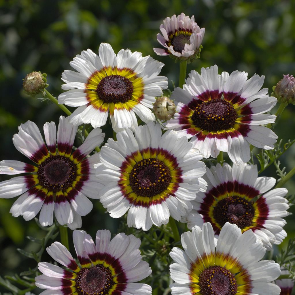 Graines de Chrysanthème à carène Cockade - Chrysanthemum carinatum