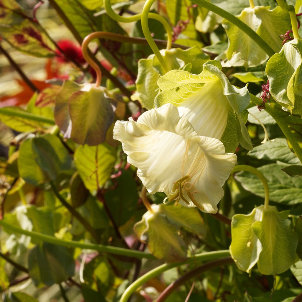 Graines de Cobée grimpante Alba - Cobaea scandens