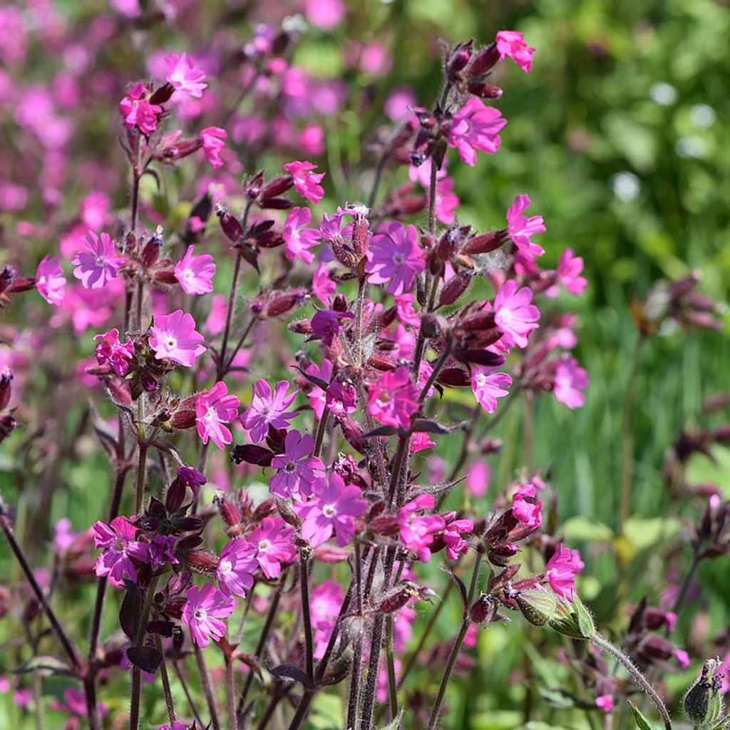 Graines de Compagnon rouge - Silene dioica