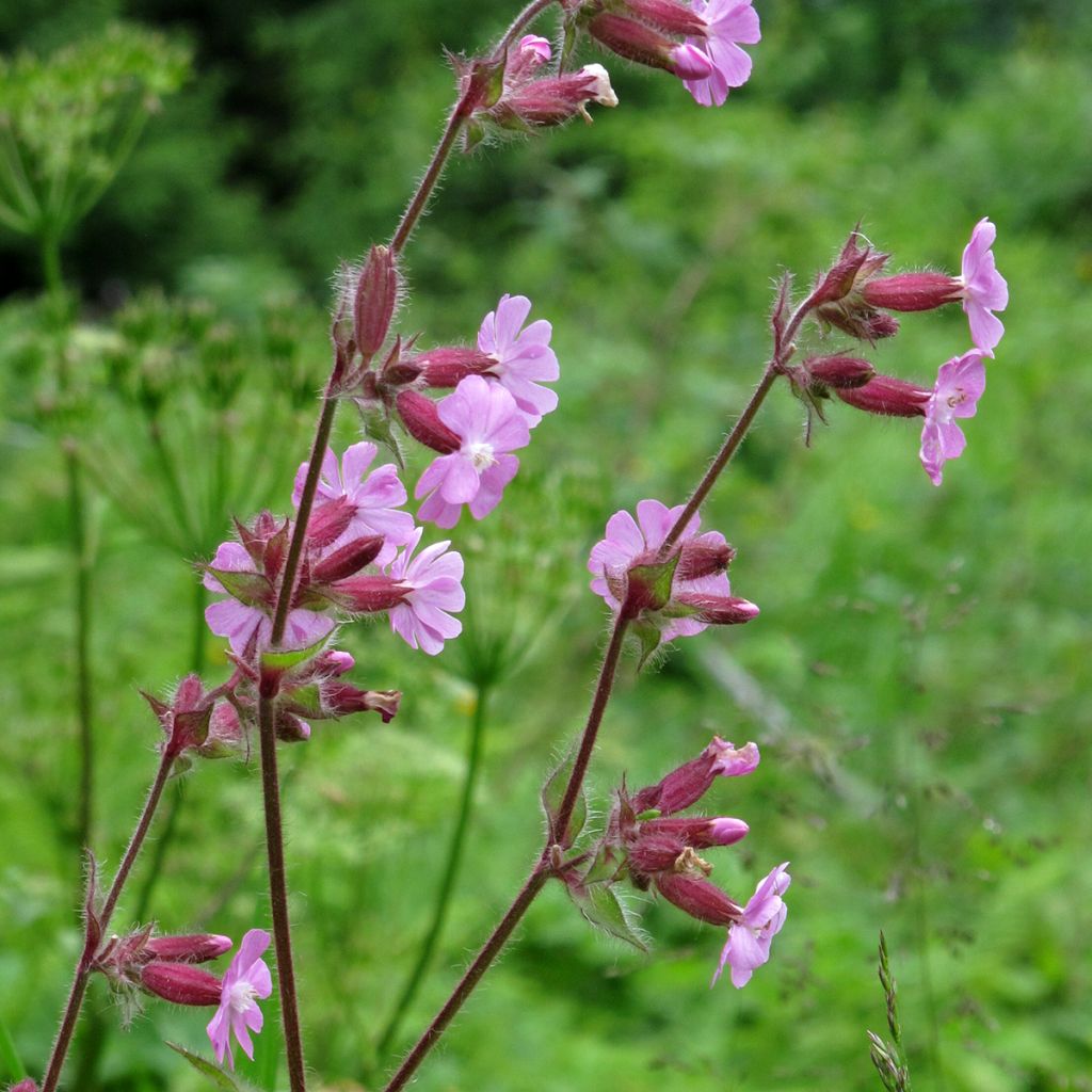 Graines de Compagnon rouge - Silene dioica