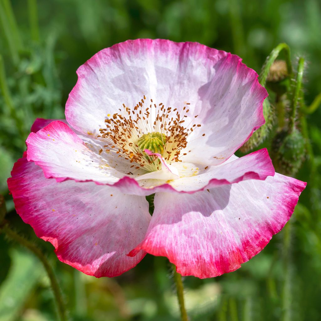 Graines de Coquelicot Shirley Mix - Papaver rhoeas