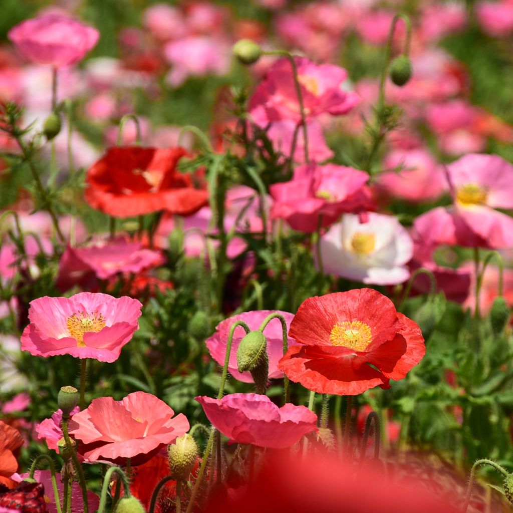 Graines de Coquelicot Shirley Mix - Papaver rhoeas