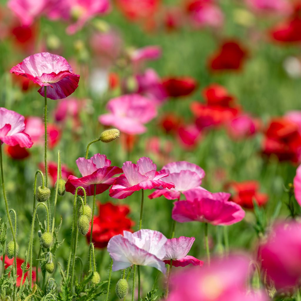 Graines de Coquelicot Shirley Mix - Papaver rhoeas