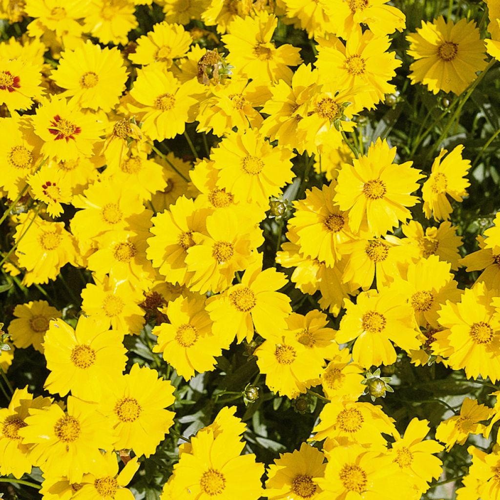 Graines de Coréopsis vivace Mayfield Giants - Coreopsis grandiflora
