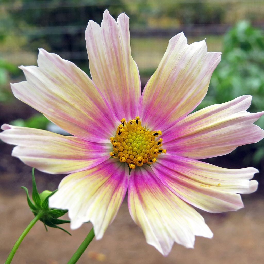 Graines de Cosmos Apricot Lemonade - Cosmos bipinnatus