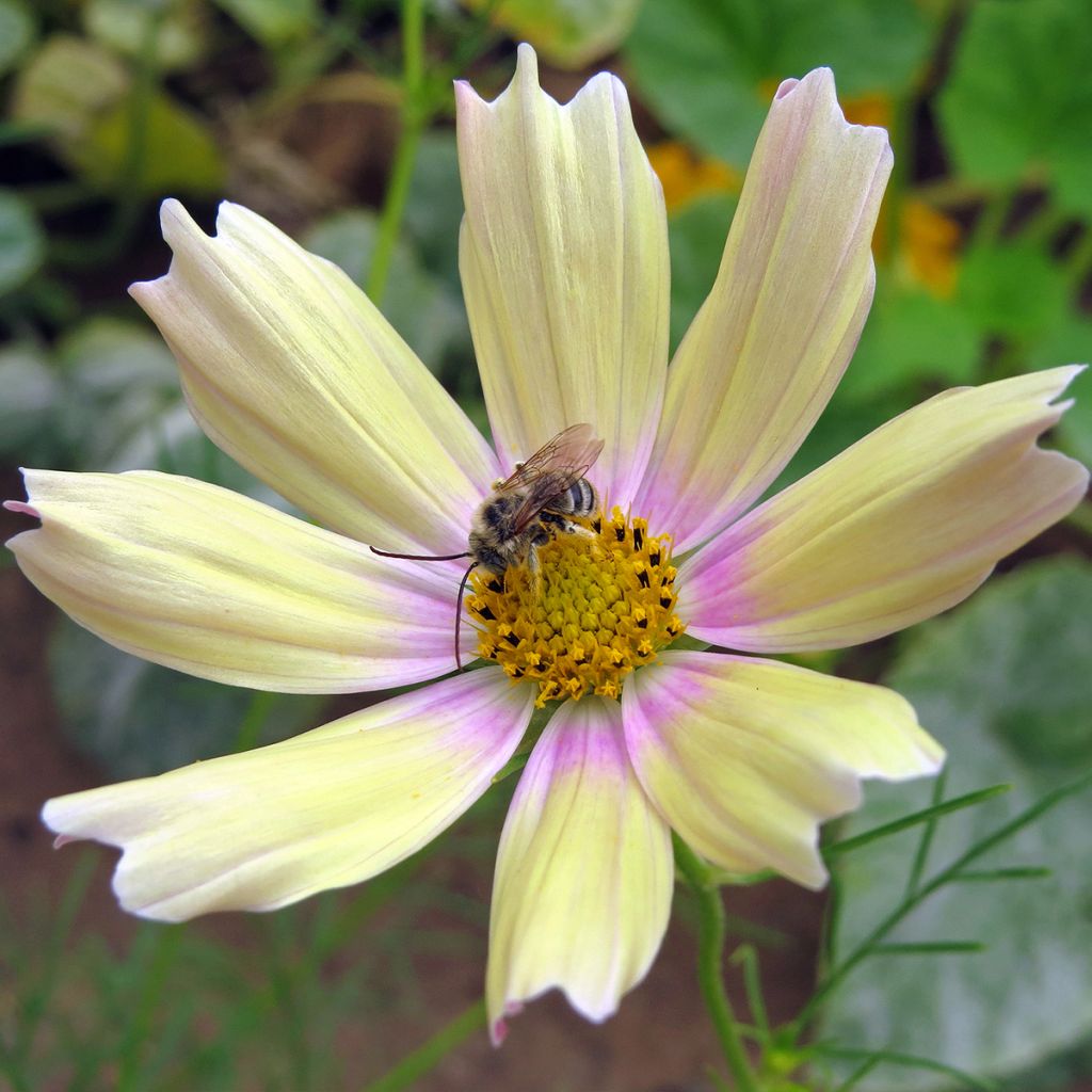 Graines de Cosmos Apricot Lemonade - Cosmos bipinnatus