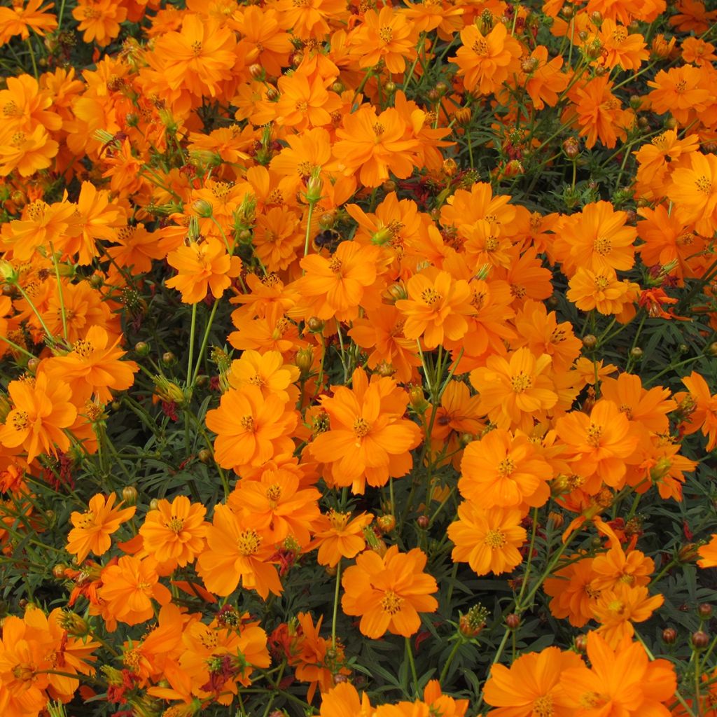 Graines de Cosmos Ladybird Mixed - Cosmos sulphureus