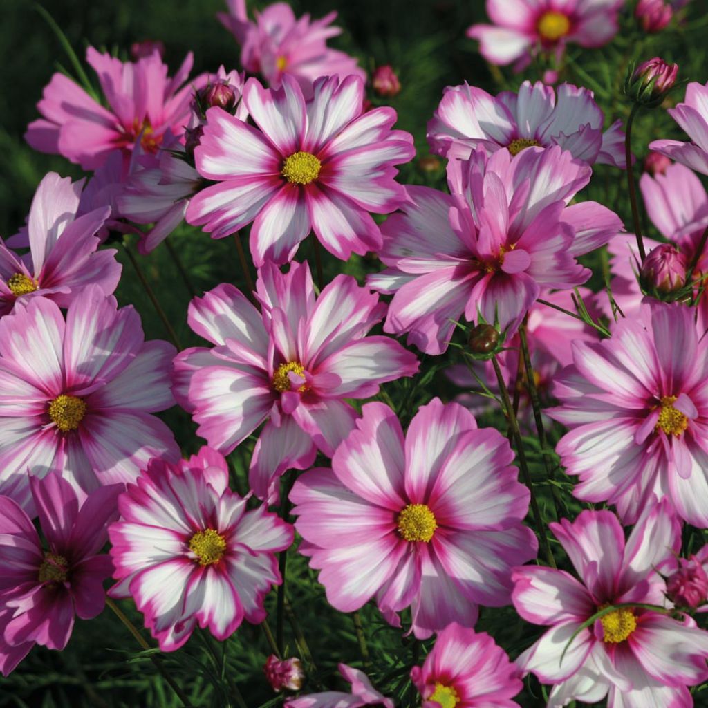 Graines de Cosmos Capriola - Cosmos bipenné bicolore rose et blanc.