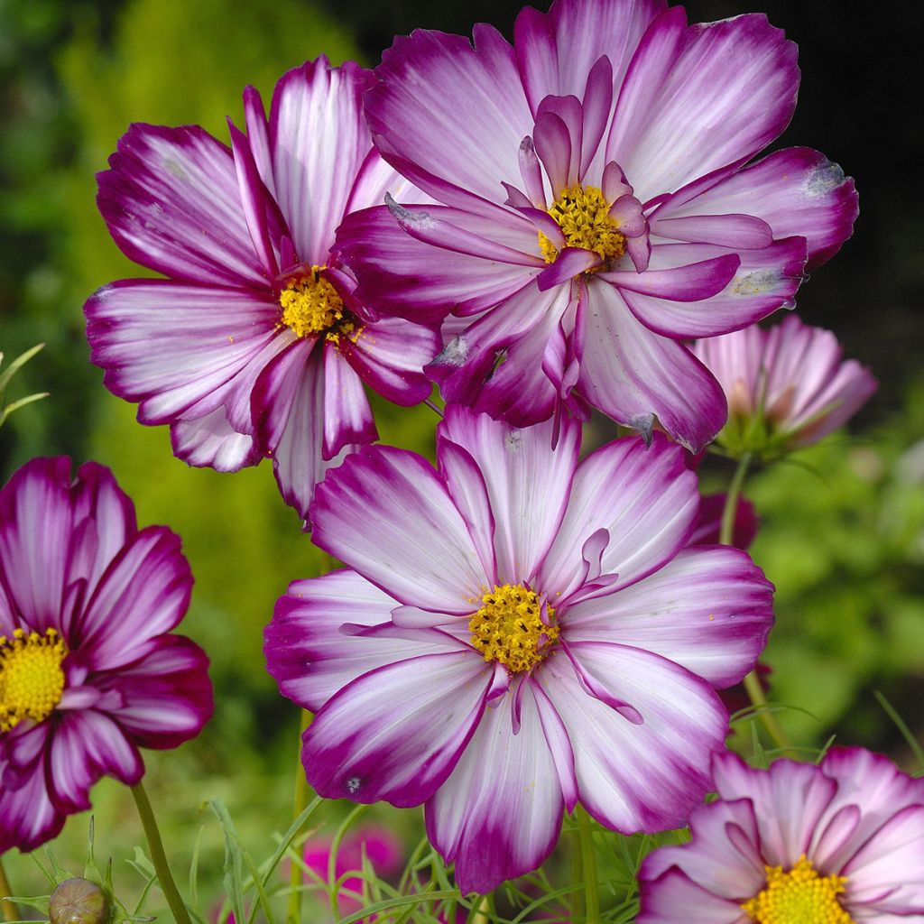 Graines de Cosmos Fizzy Pink - Cosmos bipinnatus