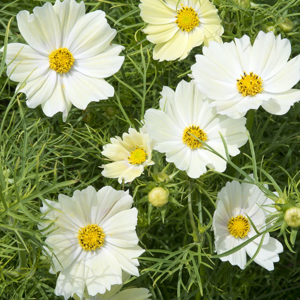 Graines de Cosmos Kiiro - Cosmos sulphureus