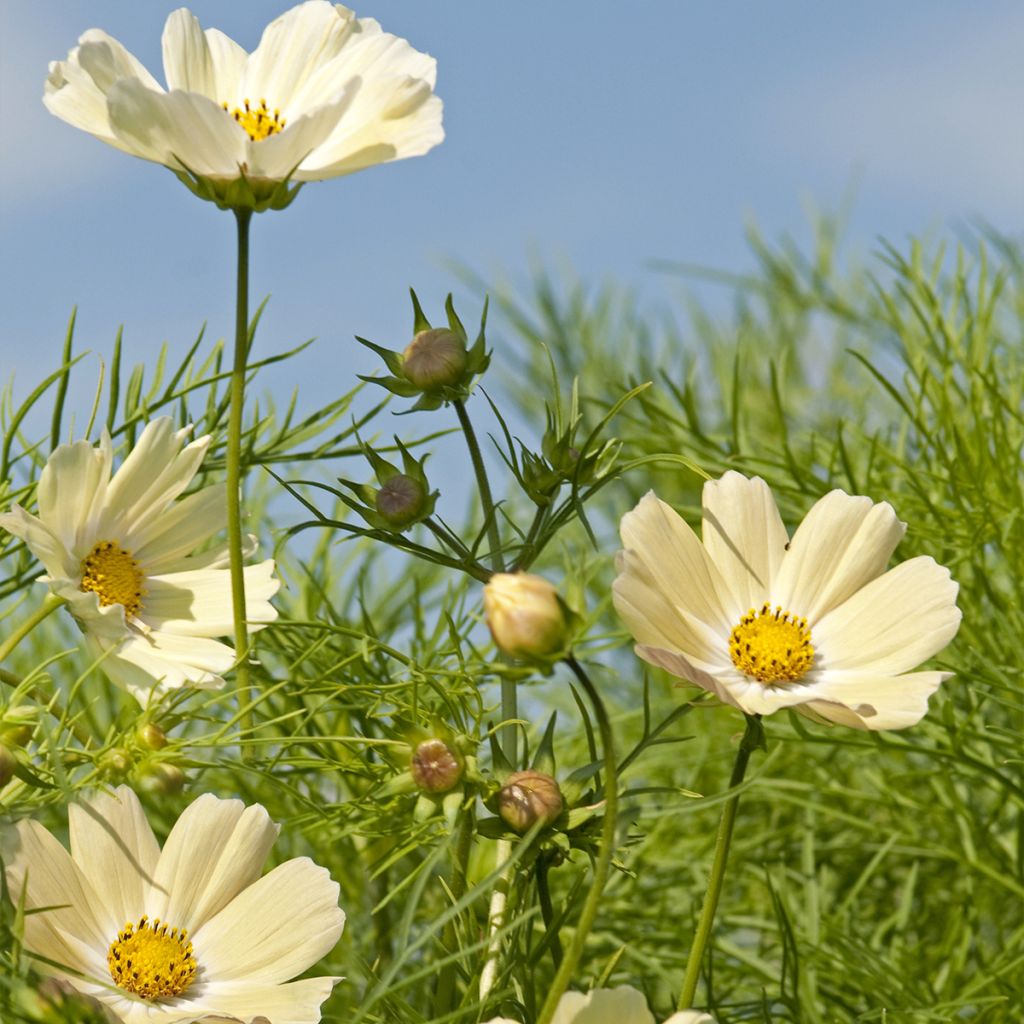 Graines de Cosmos Kiiro - Cosmos sulphureus