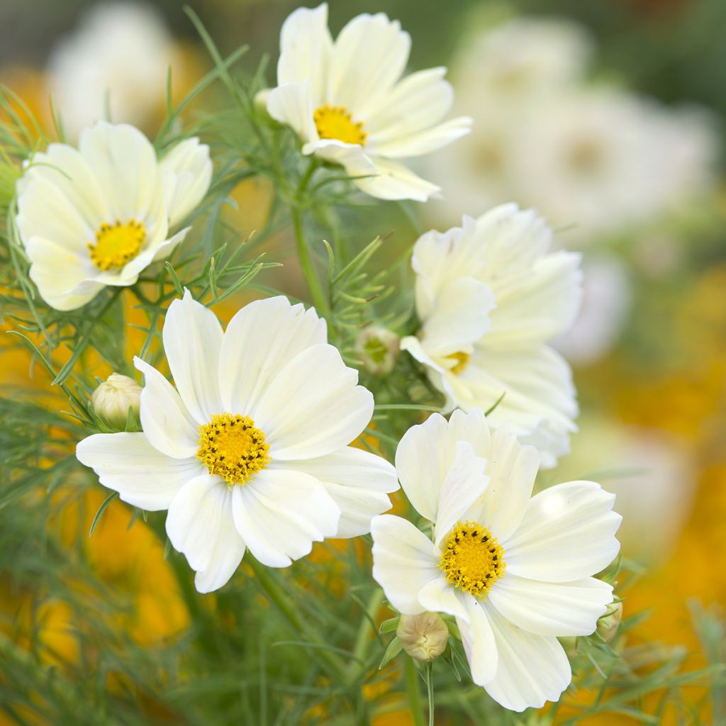 Graines de Cosmos Kiiro - Cosmos sulphureus