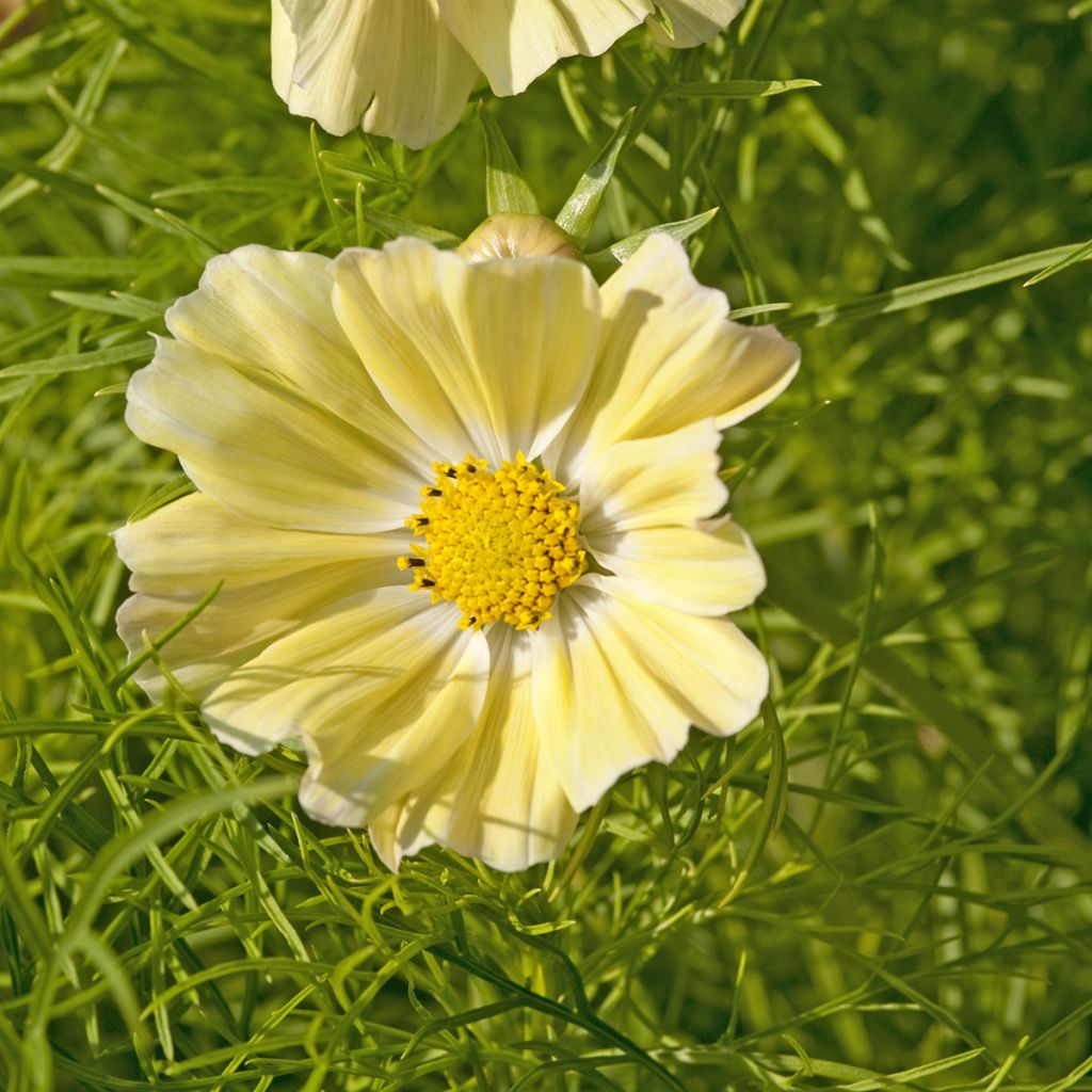 Graines de Cosmos Kiiro - Cosmos sulphureus