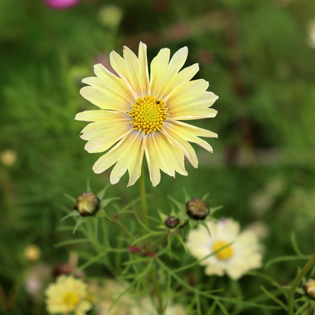 Graines de Cosmos Lemonade 