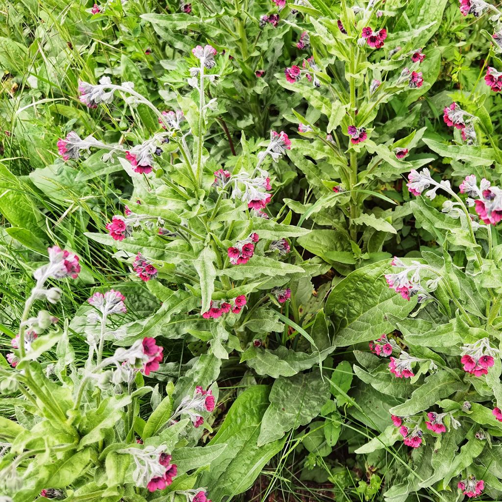 Graines de Cynoglosse langue de chien - Cynoglossum officinale