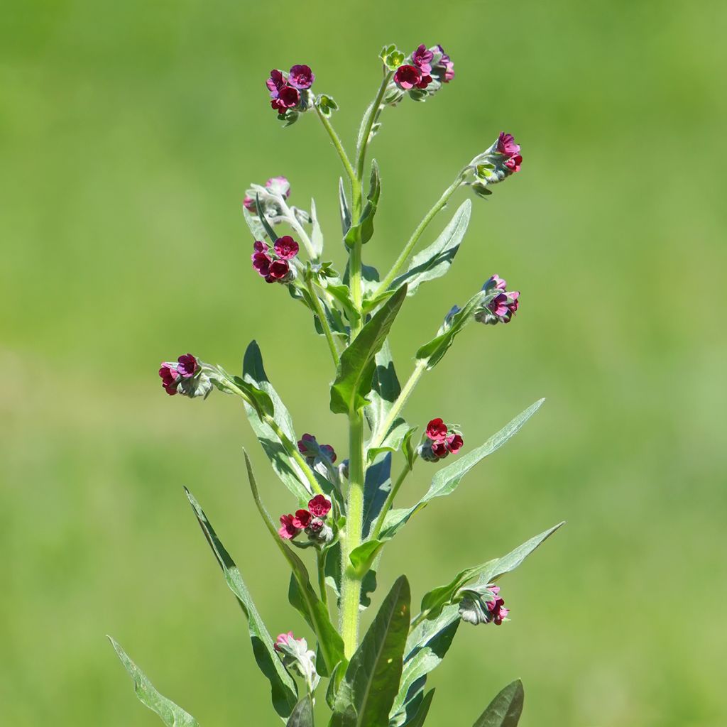 Graines de Cynoglosse langue de chien - Cynoglossum officinale