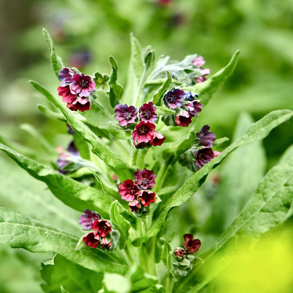 Graines de Cynoglosse langue de chien - Cynoglossum officinale