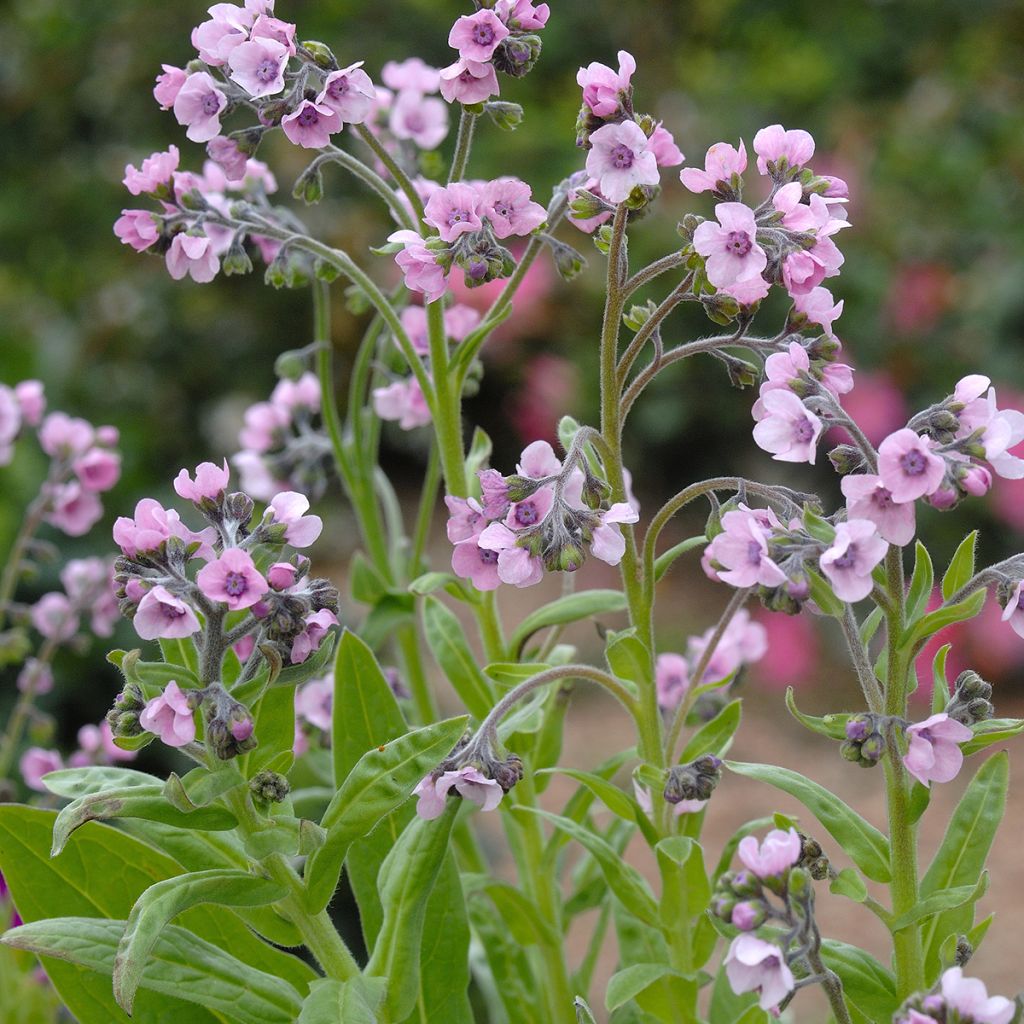 Graines de Cynoglossum Mystery Rose - Mysosotis chinois