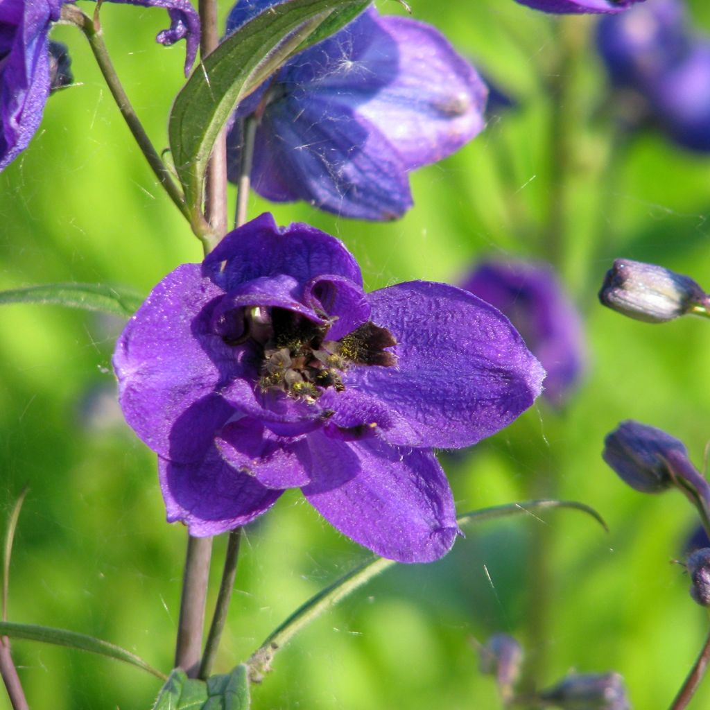 Graines de Delphinium Black Knight - Pied d'alouette vivace