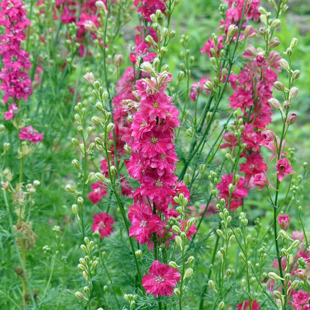 Graines de Delphinium Deep red - Pied d'Alouette annuel rouge