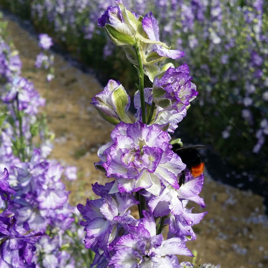 Graines de Delphinium DelQIS dark Blue Edge - Pied d'alouette