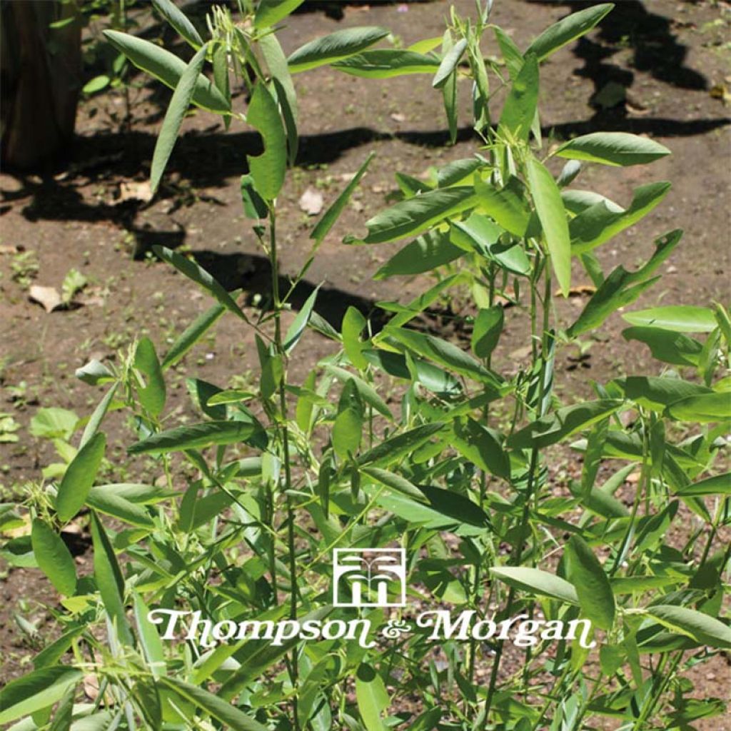 Desmodium gyrans - Codariocalyx motorius - La plante qui danse