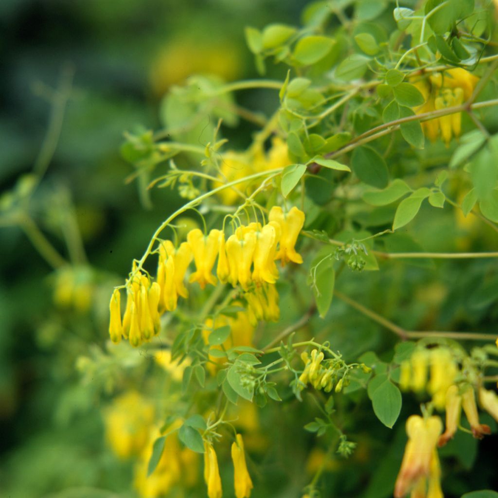 Graines de Dicentra grimpant Golden Tears - Dactylicapnos scandens