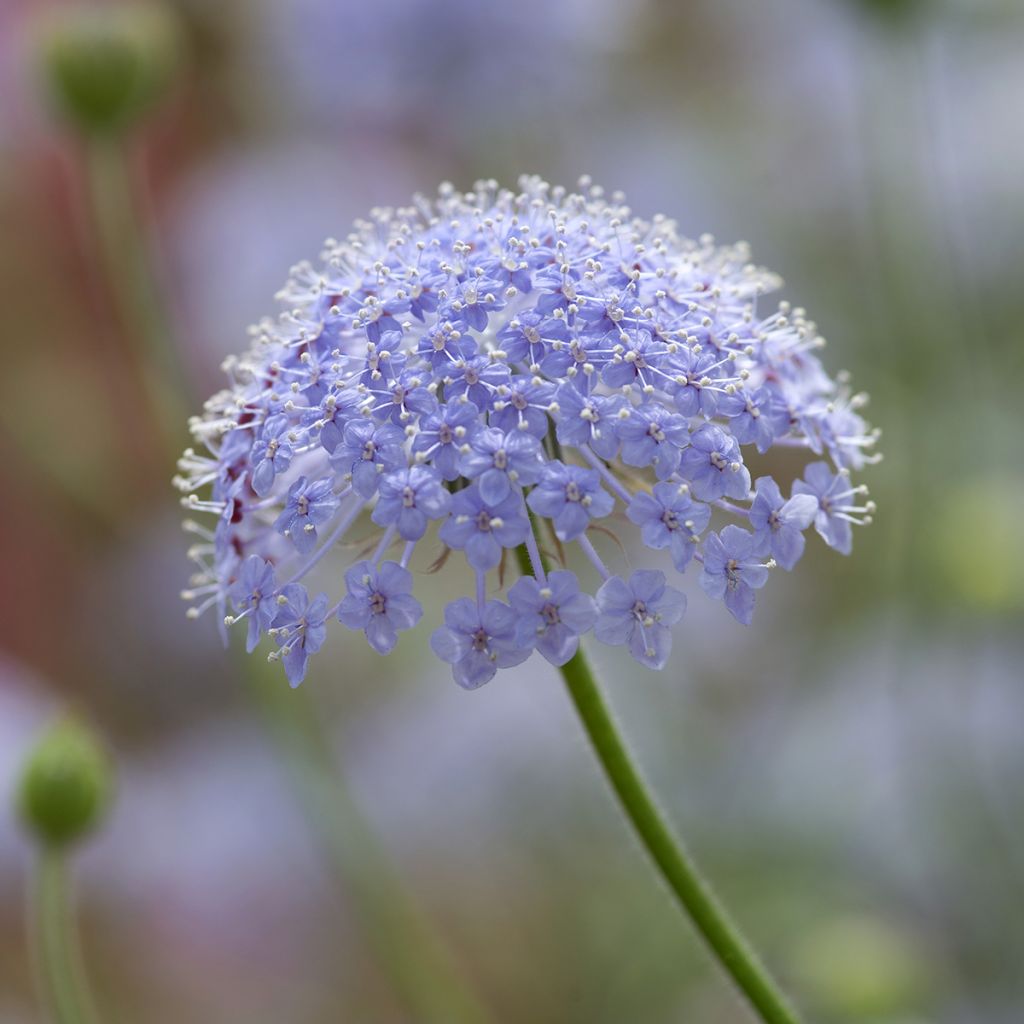 Graines de Didiscus caeruleus Lace Blue - Trachymène bleu